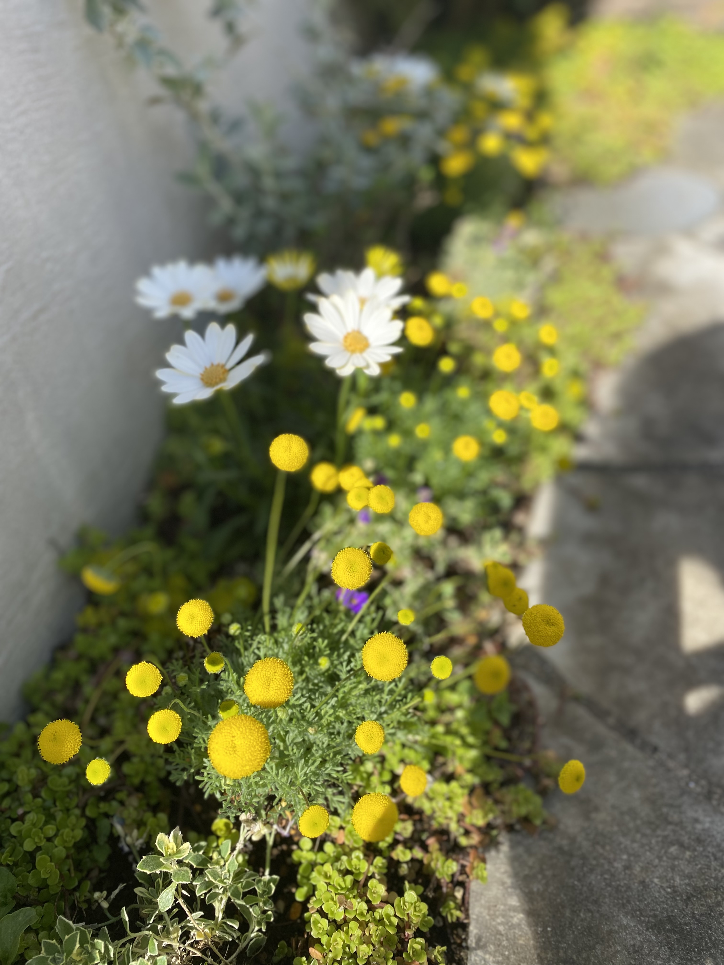 花ほたる 花ほたる