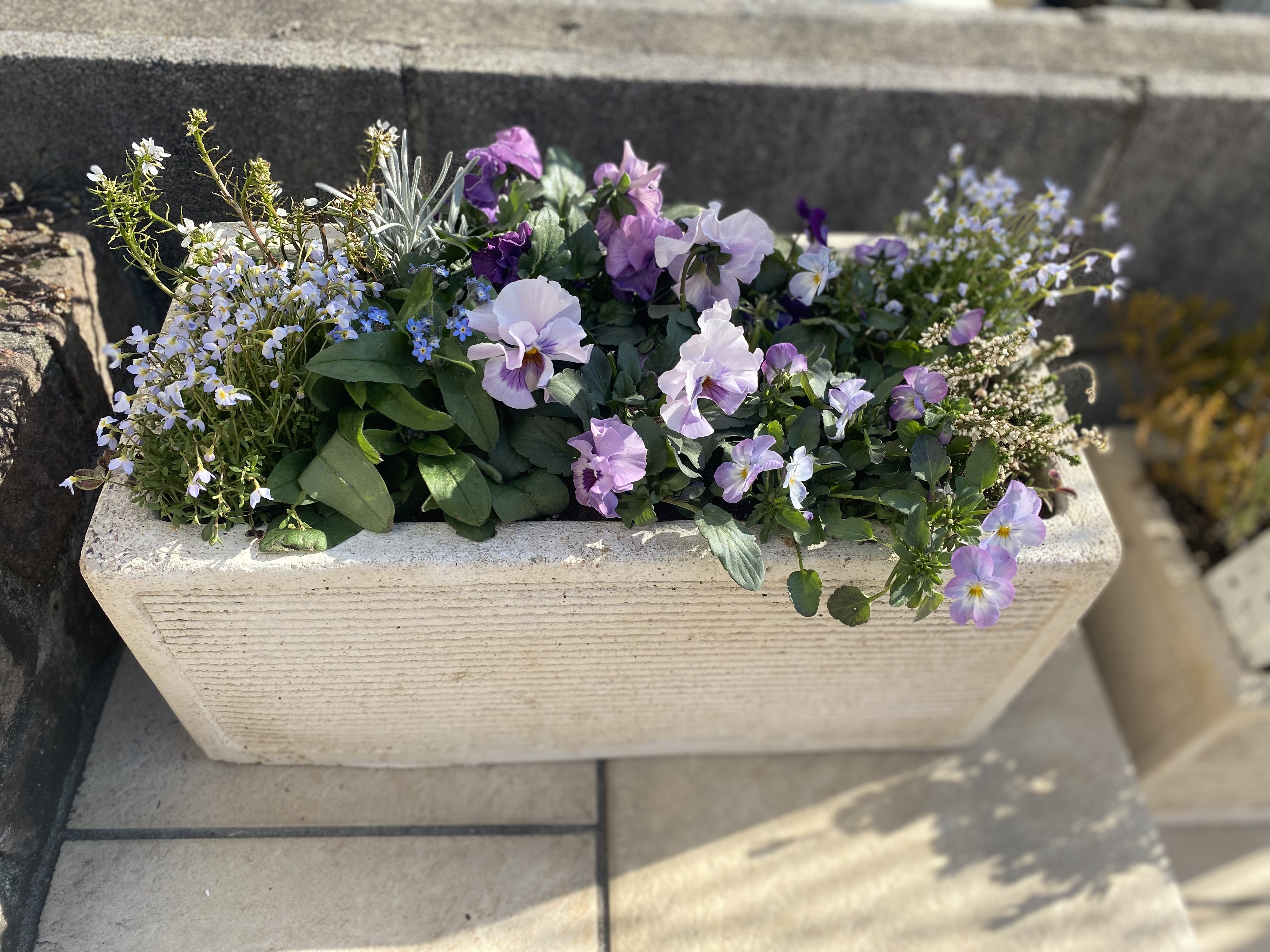 寄せ植え 寄せ植え